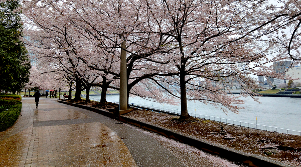 花の雨