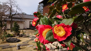 肥後椿