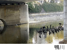 賀茂川