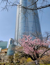 六本木ヒルズと桜