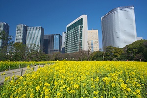 浜離宮恩賜公園菜の花畑