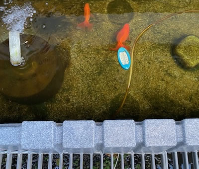 水路の金魚