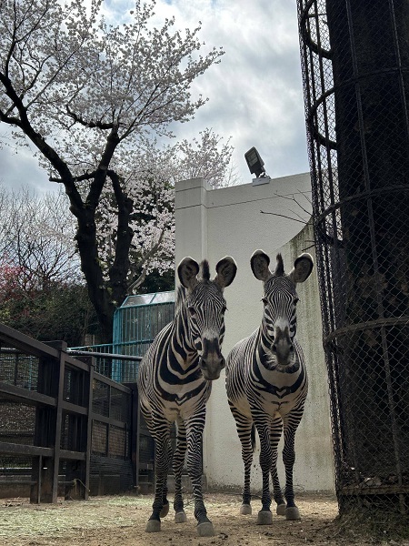しまうま